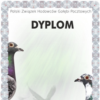 Czysty dyplom gołębi PZHGP