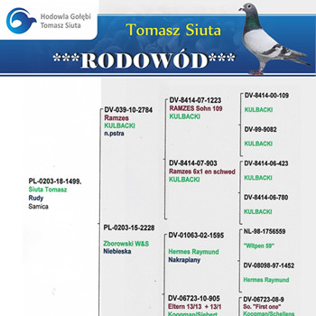 Rodowód:Tomasz Siuta
